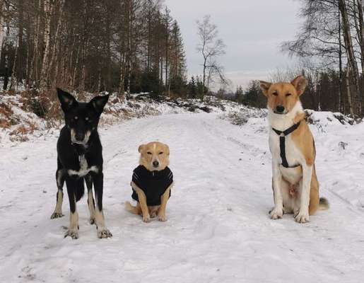 Foto Challenge Nr.: 114
Hunde im Schnee-Beitrag-Bild