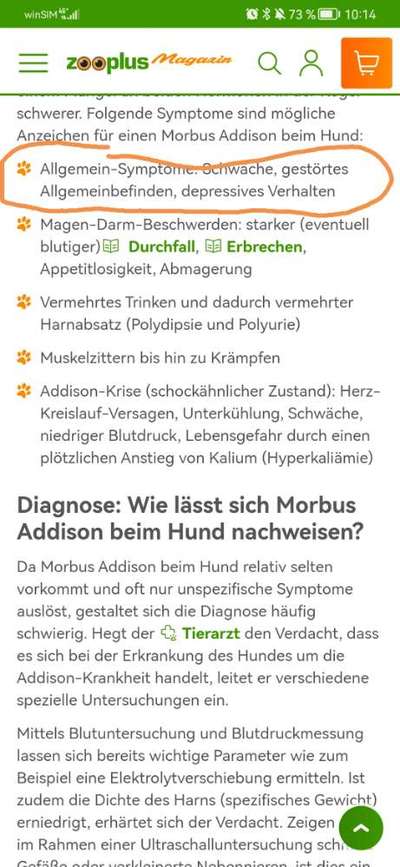 Dringende Hilfe: Hund isst nichts/Apathie-Beitrag-Bild