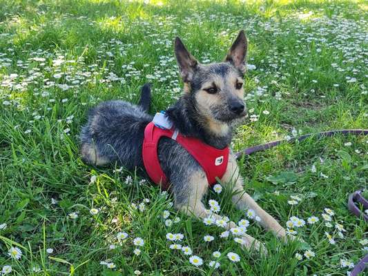 Hundetreffen-Spazieren, Toben und Quatschen-Bild