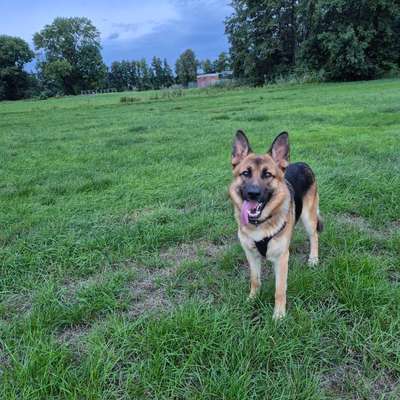 Hundetreffen-Kann auch ein Schäferhund Spielgefährten finden.....-Bild