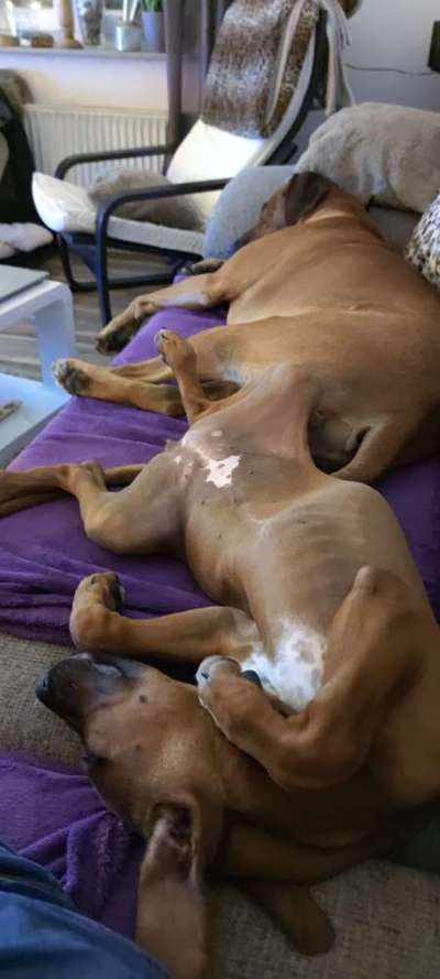 Rhodesian Ridgeback-Beitrag-Bild