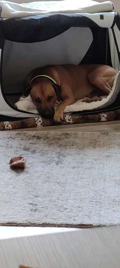 Rhodesian Ridgeback-Beitrag-Bild