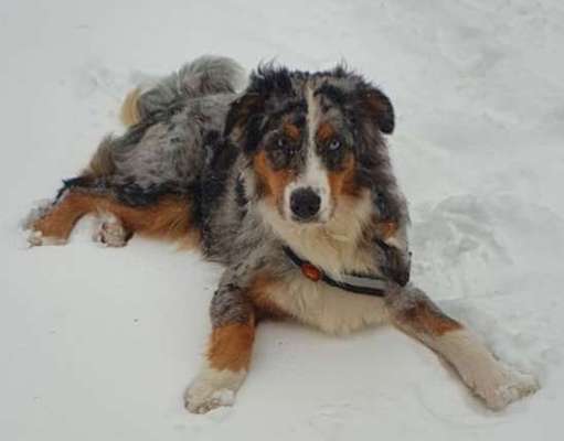 Die Dogorama Kalender Challenge Teil 2/4-Beitrag-Bild