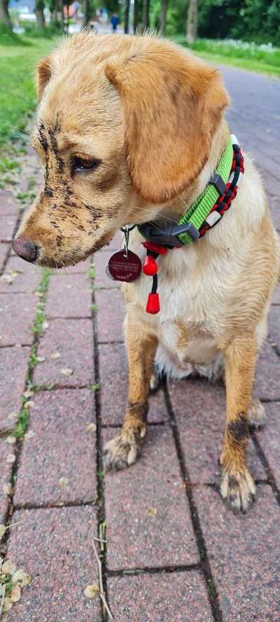 Hundetreffen-Suchen Spielkameraden in ähnlicher Größe-Bild