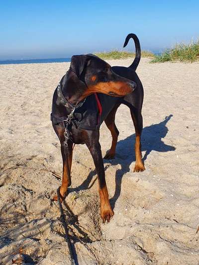 Dobermann Austausch-Beitrag-Bild