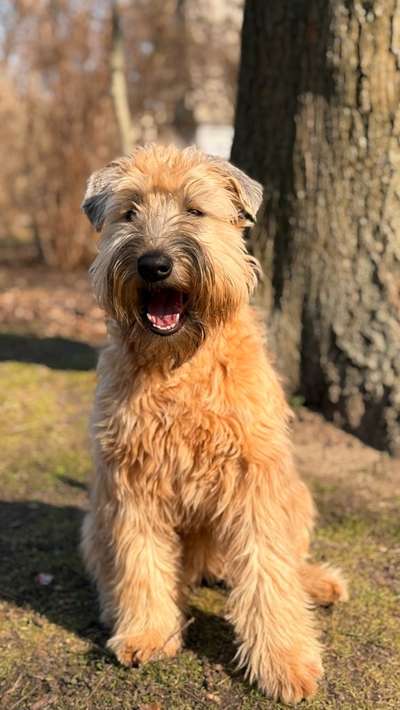 Gibt es hier Irish Soft Coated Wheaten Terrier Besitzer?-Beitrag-Bild