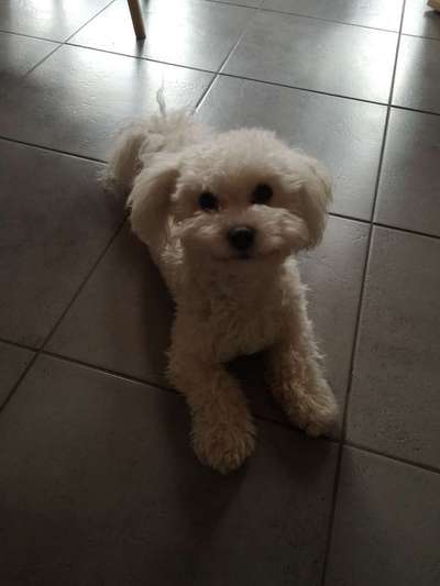 Hundetreffen-Kleine Hunde in und um Helmstadt-Bild