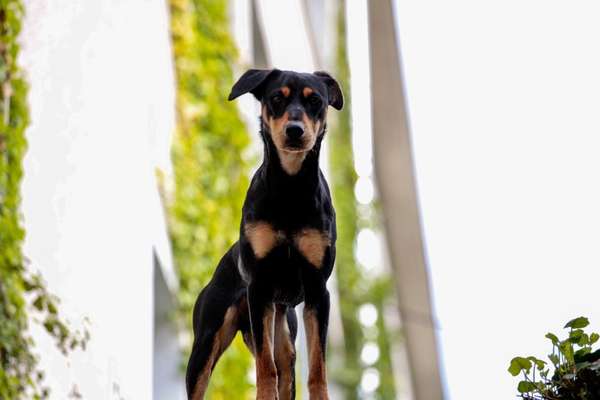 Doppelgänger gesucht !-Beitrag-Bild