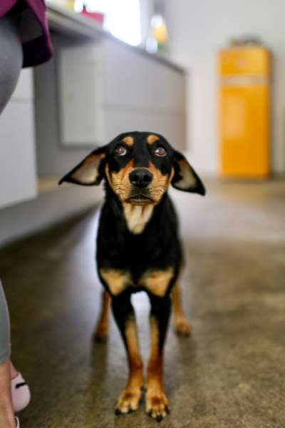 Dackelblick-Beitrag-Bild