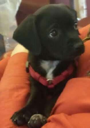 Welpen Bilder !-Beitrag-Bild