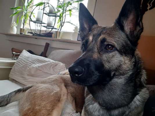 Zeigt mir eure Schäferhund Mischlinge :-)-Beitrag-Bild