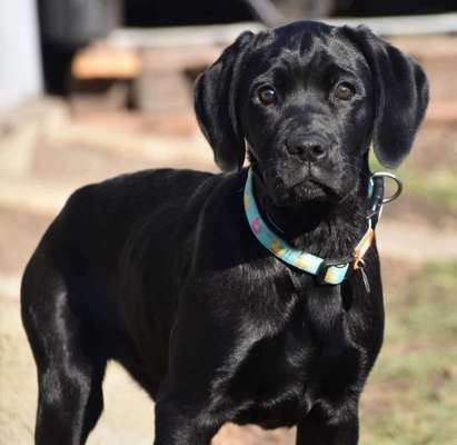 Dogorama Photo Challenge - Hundeblick zum hinschmelzen-Beitrag-Bild