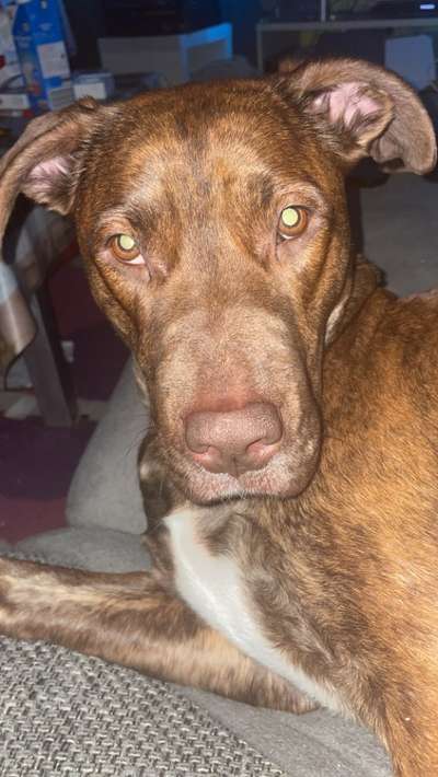 Labradorfans-Beitrag-Bild