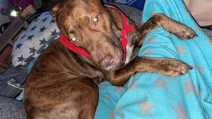 Mischlingshunde Foto Aufruf-Beitrag-Bild