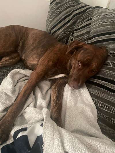 Mischlingshunde Foto Aufruf-Beitrag-Bild