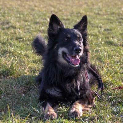 Hundetreffen-Treffen zum Trainig-Bild