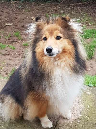 Shelties-Beitrag-Bild