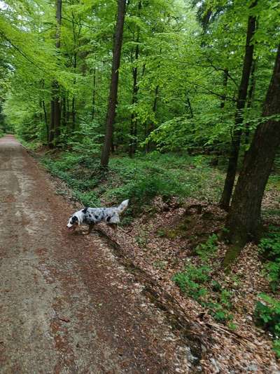 Hundetreffen-Hunderunde rund um Gescher und Umgebung-Bild