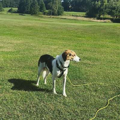 Hundetreffen-Gemeinsame Gassirunde-Bild