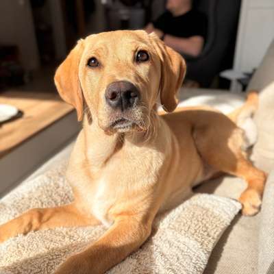 Hundetreffen-Ersthund: Austausch, Training, Spaziergang-Bild