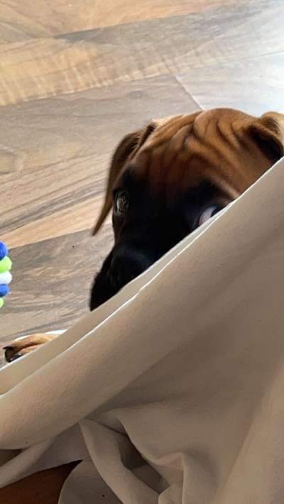 Welpen Bilder !-Beitrag-Bild