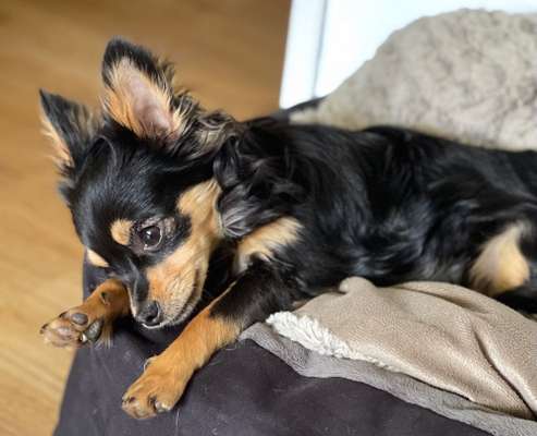 Dogorama Photo Challenge - Portrait-Beitrag-Bild