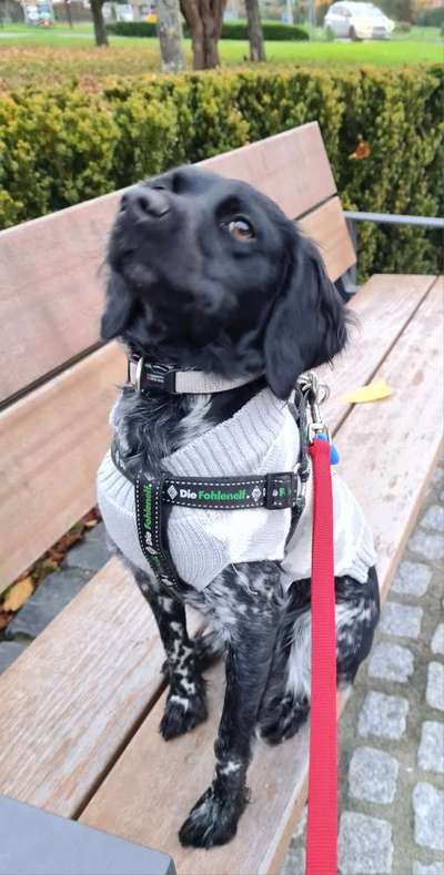 Dogorama Photo Challenge - Portrait-Beitrag-Bild