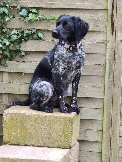 Dogorama Photo Challenge - Gassipause-Beitrag-Bild