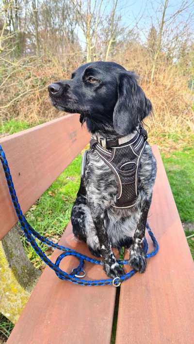 Epagneul Breton-Beitrag-Bild