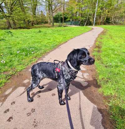 Epagneul Breton-Beitrag-Bild