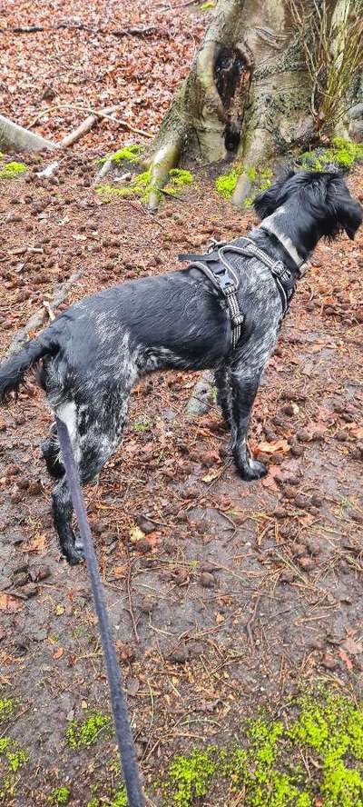 Epagneul Breton-Beitrag-Bild