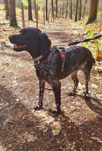 Epagneul Breton-Beitrag-Bild