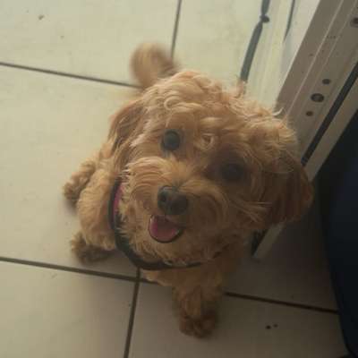 Hundetreffen-Tiffy sucht Spiel-&Gassi Kameraden-Bild