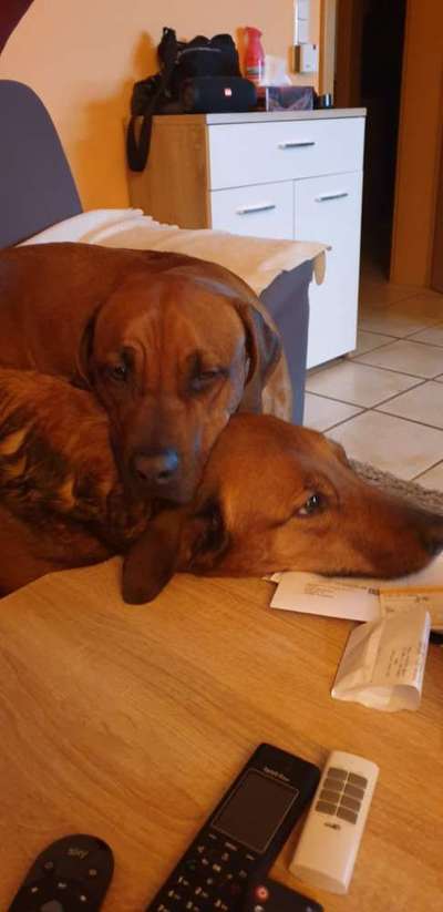 Rhodesian Ridgeback-Beitrag-Bild