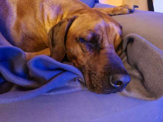 Rhodesian Ridgeback-Beitrag-Bild