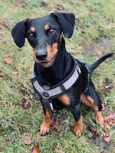 Seltene Rassen!-Beitrag-Bild