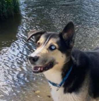 Hunde Porträt (Portrait) Galerie....-Beitrag-Bild