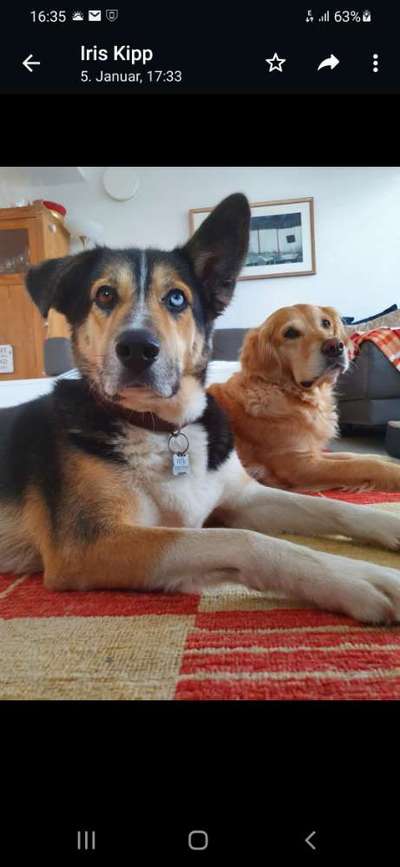 Hunde Porträt (Portrait) Galerie....-Beitrag-Bild