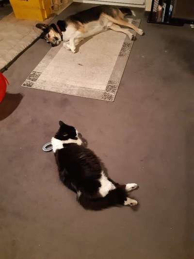 Dogorama Photo Challenge - Gegensätze-Beitrag-Bild