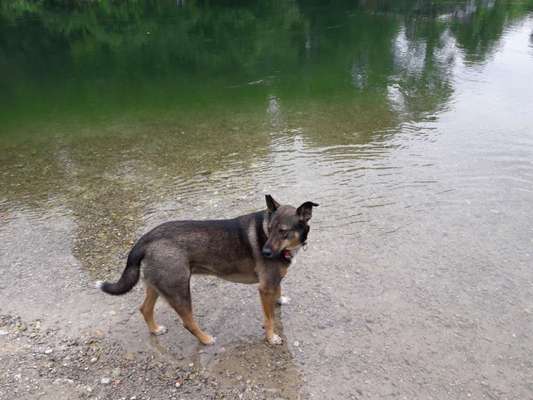 Wie kamst du zu deinem Hund?-Beitrag-Bild