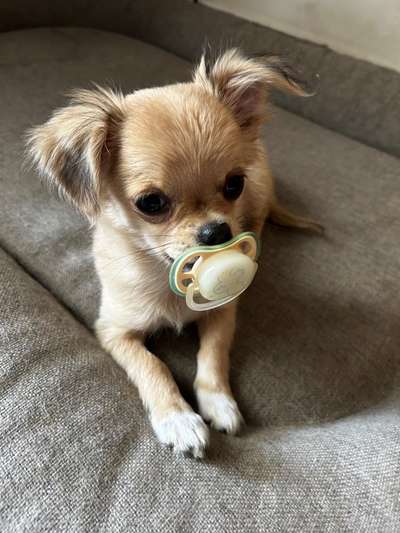 Lustigsten Grimassen von euren Hunden-Beitrag-Bild