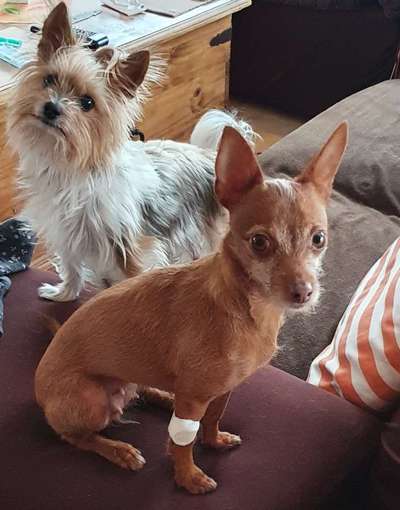 Kleine Hunde ganz Groß-Beitrag-Bild