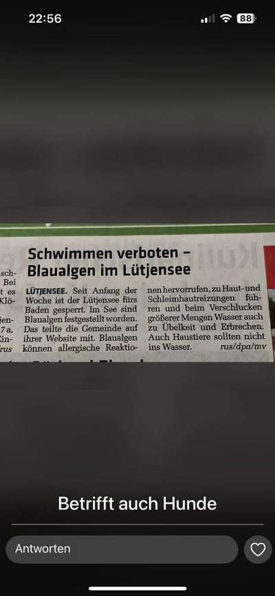 Giftköder-Blaualgenmeldung im Lütjensee-Bild