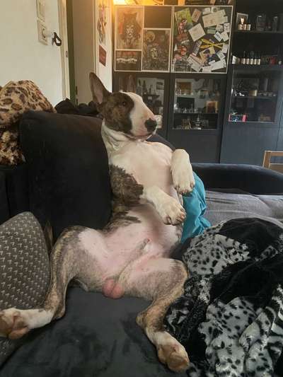 Freunde von 'Kampfhunden'-Beitrag-Bild