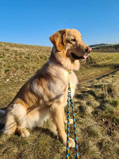 Seltene Rassen!-Beitrag-Bild