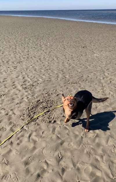 Dogorama Photo Challenge - Spielgesicht-Beitrag-Bild