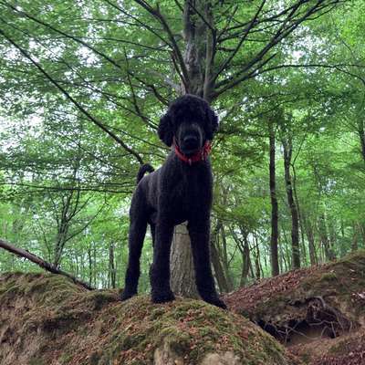 Hundetreffen-Spielrunde Ortenberg/Ranstadt/Glauburg-Bild