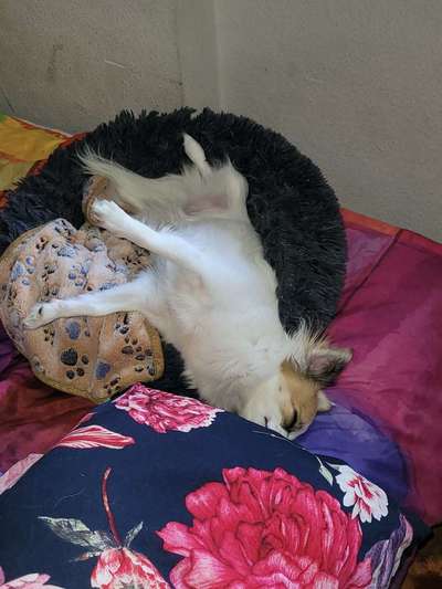 Hundetreffen-Chihuahua oder alle kleine Hunde-Bild