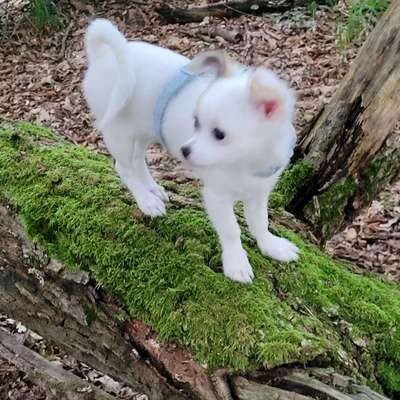 Hundetreffen-Chihuahua-Welpen Treffen in Walldorf-Profilbild