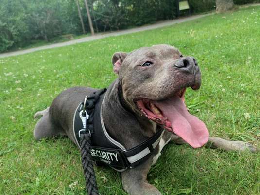 Hunderunde-Beitrag-Bild